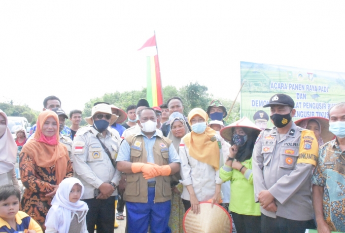 Ketua KTNA Riau Yusri Lakukan Panen Raya Padi Seluas 114 Hektar di Kelurahan Pulau