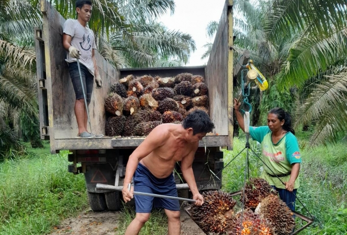 Pihak PTPN V Kriminalisasi 2 Petani Kampar Riau, Setara Institute Minta Erick Thohir Turun Tangan