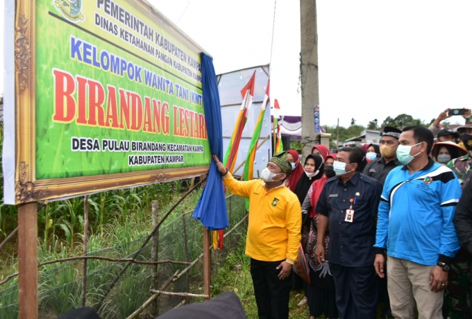 Setelah Panen, Bupati Kampar Langsung Bakar Jagung di Kebun KWT Birandang Lestari