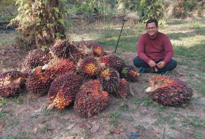 Harga TBS di Provinsi Riau Mengalami Kenaikan 