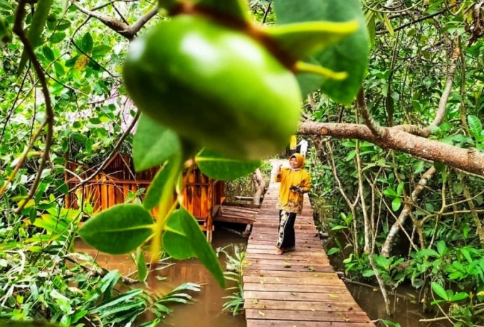 Hutan Mangrove di Pekanbaru Cocok Untuk Liburan Keluarga