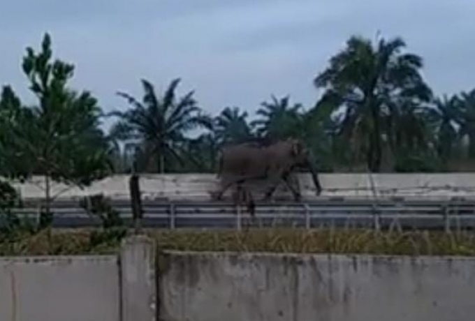 Gajah Sumatera Masuk Tol Permai, Ini Penjelasannya