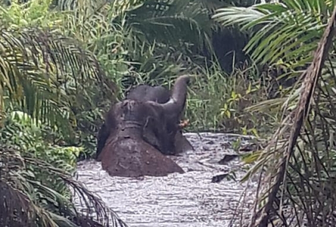 BKSDA Pantau Dua Gajah Jantan Terjebak di Rawa Indragiri Hulu 