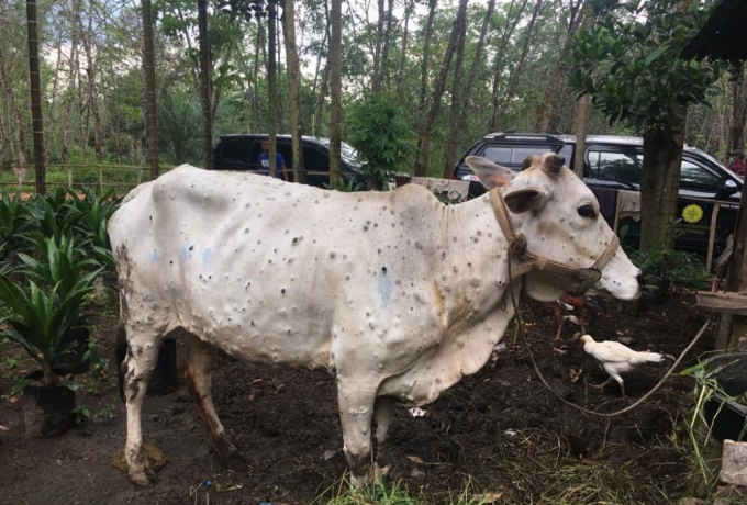 Ribuan Sapi di Riau Akan dilakukan Vaksin