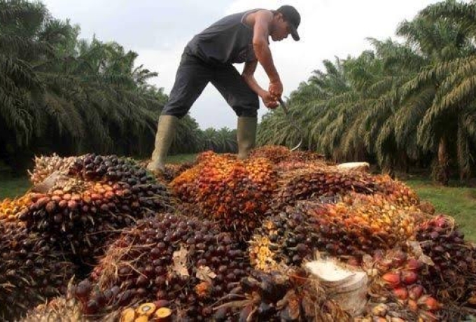 Pemprov Riau Dorong Petani Sawit Segera Bermitra