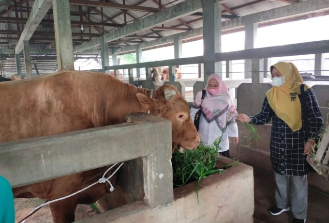 Wabah PMK, Pengiriman Sapi Bantuan Pemprov Riau dari Jatim Ditunda