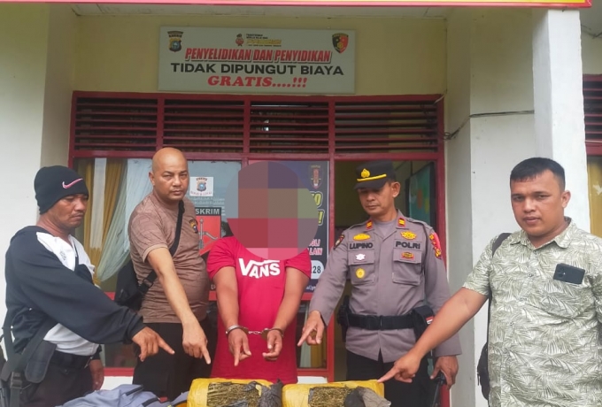 Kurir Daun Ganja Kering Ditangkap Personil Polsek Tambusai