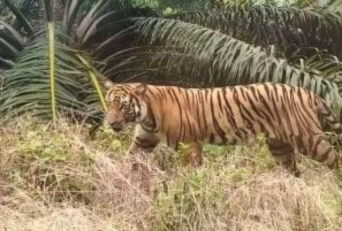 Tertidur, Arif Diserang Harimau Sumatera