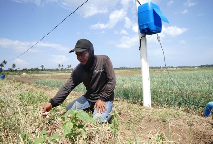 Program EA PLN Sukses Tekan Biaya Operasional Petani Bawang Merah Hingga 90 Persen