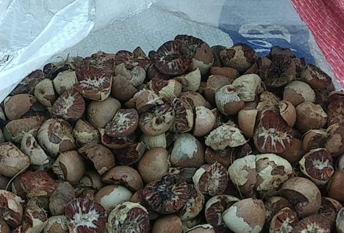 Naik, Harga Pinang Kering di Riau Jadi Rp6.390 per Kg