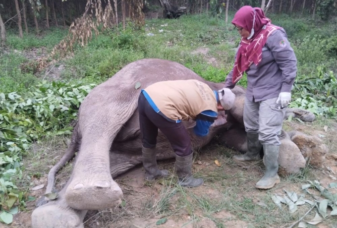 Bangkai Gajah Ditemukan di Distrik Nilo Pelalawan, Ini Kata BBKSDA Riau