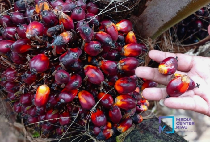 Menggembirakan, Harga Kelapa Sawit Mitra Plasma Riau Naik Minggu Ini