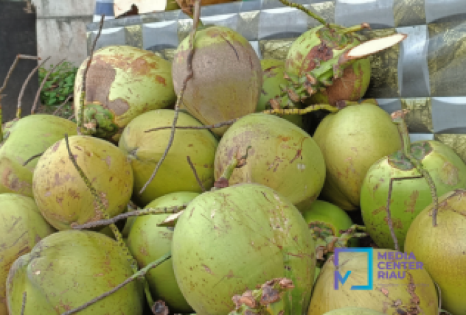 Harga Kopra di Riau Naik, Tepung Sagu dan Kelapa Butiran Tetap Stabil