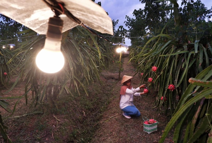 Program EA PLN Dukung Peningkatan Kualitas Pertanian indonesia, Hingga September 2023, Ratusan Ribu Petani Naik Kelas