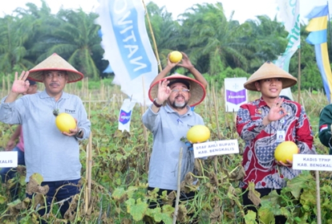 Panen Raya Melon di Siak Kecil,Bupati Bengkalis Ajak Petani Kelola Lahan dan Pekarangan Secara Optimal