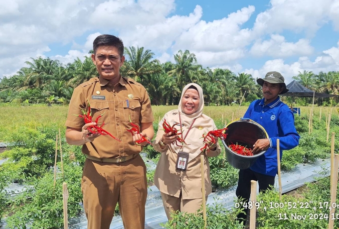 Kadis Pertanian Kampar Nurilahi Ali Lakukan Panen Raya Cabai