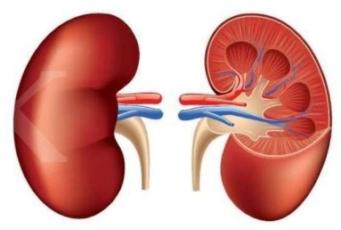 Ini Tips Menjaga Kesehatan Ginjal oleh Kadiskes Inhil