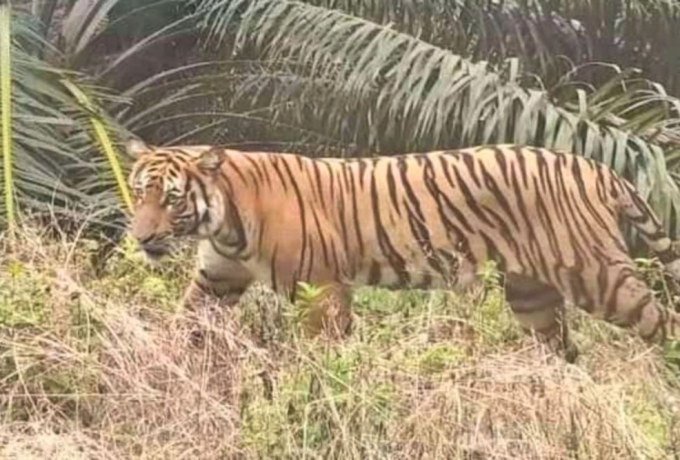 Harimau Sumatera Intai Kandang Ayam di Kebun Sawit