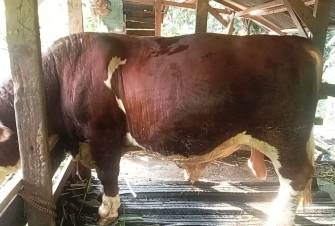 Riau Dapat Jatah 13 Sapi Kurban dari Presiden Prabowo