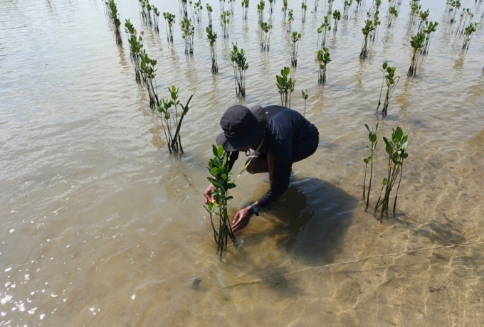 PLN Peduli Mangrove Berakit: Dari Akar yang Ditanam, Harapan Masyarakat Tumbuh