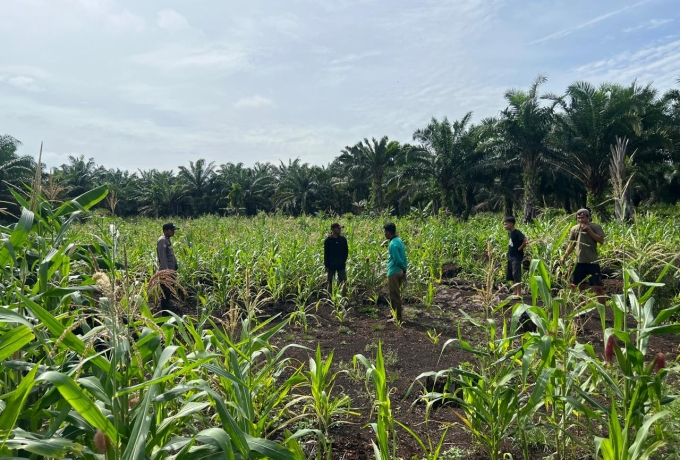 Jagung Rambaian, Benih Kedaulatan: IPTU Andi Pernando Purba, Satu Bulan Lagi Kita Panen Masa Depan