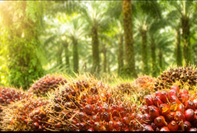 Harga TBS Sawit Riau Periode Awal Mei Turun, Helvizar: Harga Masih Stabil dan Menguntungkan