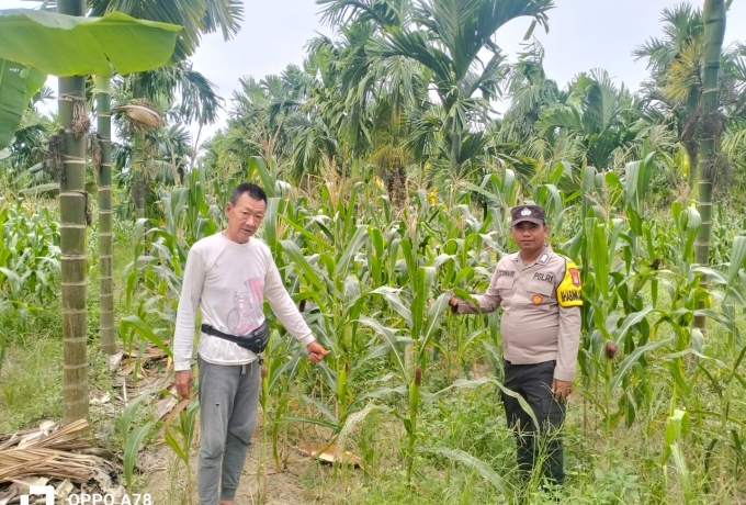 Dukung Ketahanan Pangan Nasional, Polsek Merbau Cek Tanaman Jagung Pipil
