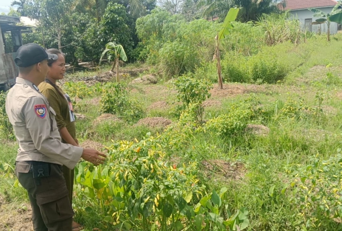 Bhabinkamtibmas Sencalang Dukung Penuh Ketahanan Pangan, Turun Langsung ke Kebun Cabai Warga