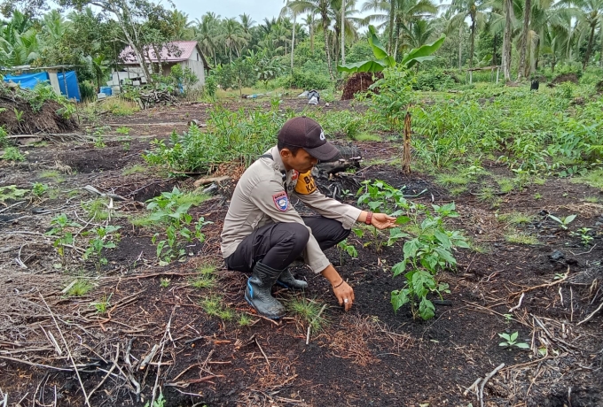 Bhabinkamtibmas Idaman Cek Tanaman Tomat Warga, Dukung Ketahanan Pangan