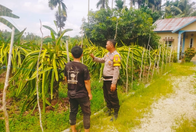 Dukung Ketahanan Pangan, Bhabinkamtibmas Polsek Keritang Sambangi Kebun Buah Naga Milik Warga