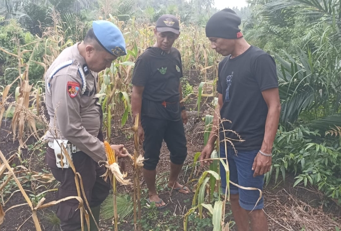 Personel Polsek Enok Rutin Cek Tanaman Jagung Pipil, Dukung Ketahanan Pangan