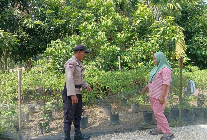 Bripka Erwin Sambangi Kebun Cabai Ibu Dewi di Desa Sencalang, Kawal Ketahanan Pangan