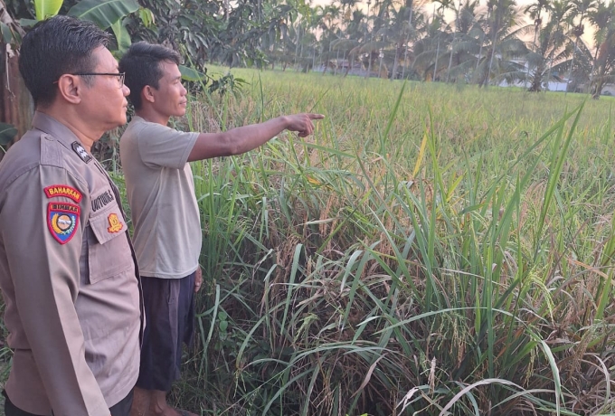 Dukung Ketahanan Pangan, Polsek Keritang Monitoring Tanaman Padi