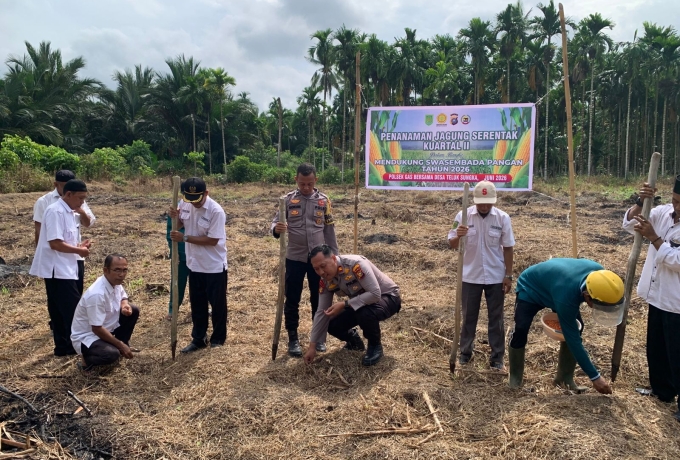 Teluk Sungka Hijau, Jagung Tumbuh, Polsek GAS Kawal Ketahanan Pangan Desa