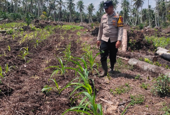 Polsek Keritang Pantau Progres Perawatan Jagung Program Asta Cita
