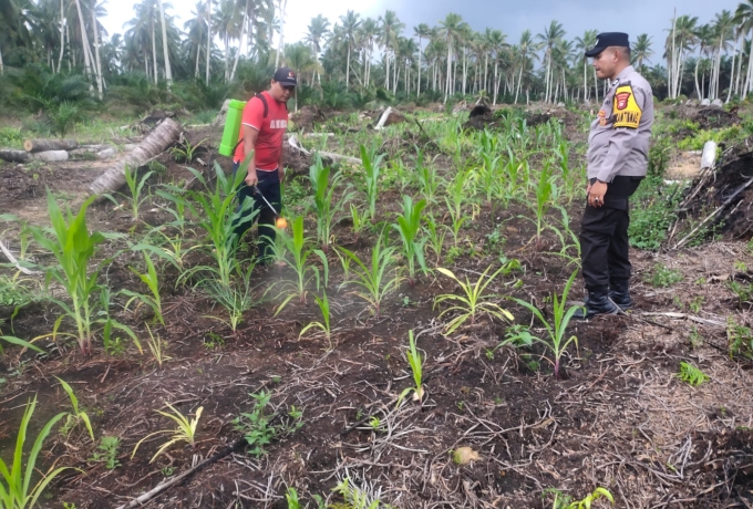 Serangan Ulat di Lintas Utara: Polsek Keritang Turun Semprot Jagung Ketahanan Pangan