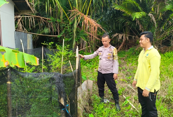 Tak Sekadar Cek, Aipda Andromik Ajari Warga Sungai Iliran Cara Panen Cabe Berkualitas