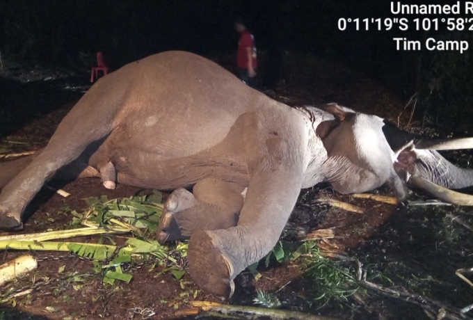 Gajah Jinak Indro Penghuni Tesso Nilo Mati Usai Jalani Perawatan Intensif