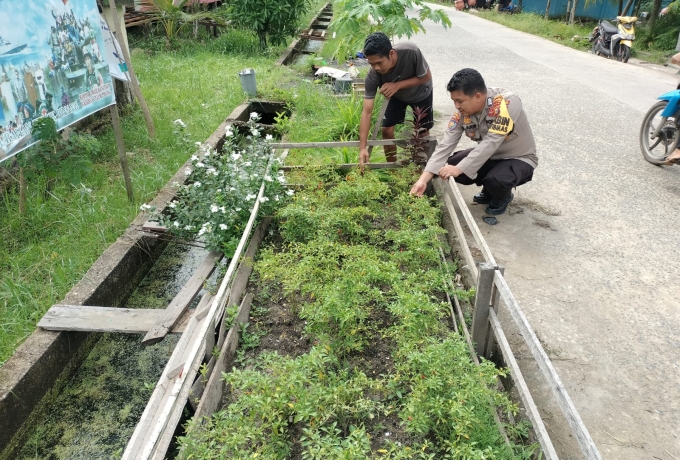 Polri Peduli Pangan: Bripka Arif Ajak Warga Teluk Pinang Tanam Cabe untuk Kemandirian Ekonomi