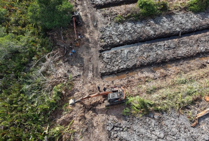 Polda Riau Selidiki Dugaan Perusakan 100 Hektare Hutan Mangrove di Rohil