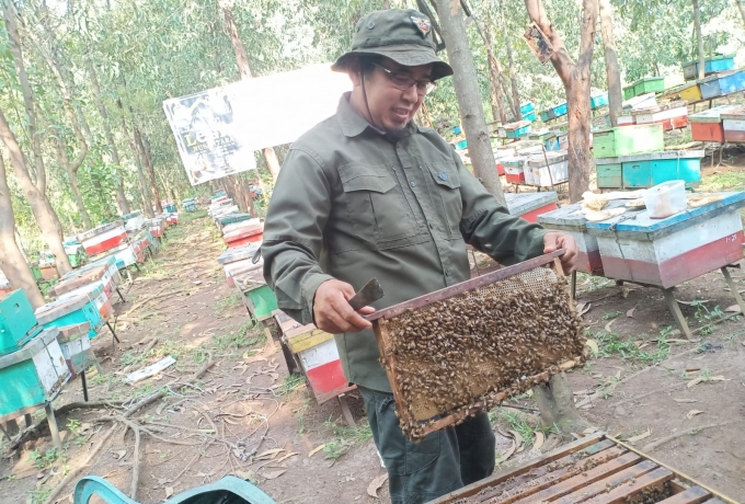 Jejak Manis Mas Sugeng, Menikmati Wisata Edukasi Lebah Madu di Tengah Hutan Akasia Riau