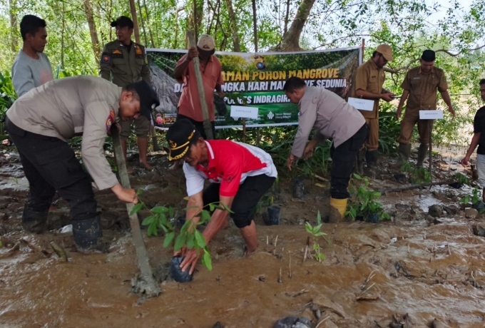 Dari Kotabaru Reteh untuk Inhil, Penanaman Mangrove Peringati Hari Mangrove Sedunia