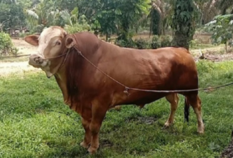 Hampir 1 Ton, Sapi Milik Peternak Rohul Terpilih Jadi Hewan Kurban Presiden Prabowo