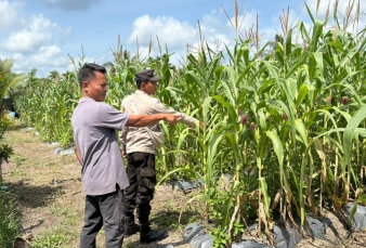 Dalam Rangka Dukung Ketahanan Pangan Nasional, Bhabinkamtibmas Polsek Merbau Cek Lahan Jagung