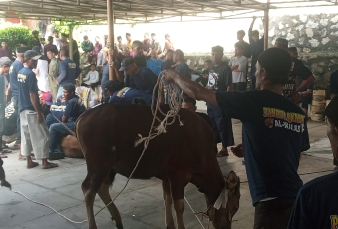 Idul Adha 1447 H, Pengurus Masjid Al Ikhlas Kampung Baru Tebing Bagikan 450 Kupon Hewan Kurban