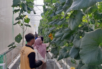 Pertanian Modern Gerakkan Perekonomian, Kebun Melon Premium di Tenayan Raya Jadi Daya Tarik Baru