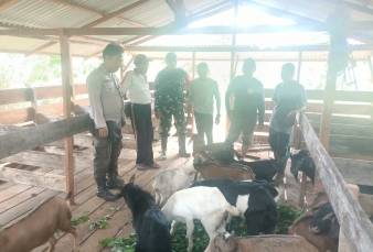 Bripka Aan Wahyudi dan Babinsa Cek Kesehatan Ternak Kambing, Swasembada Pangan Jadi Target