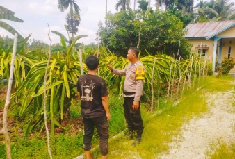 Dukung Ketahanan Pangan, Bhabinkamtibmas Polsek Keritang Sambangi Kebun Buah Naga Milik Warga