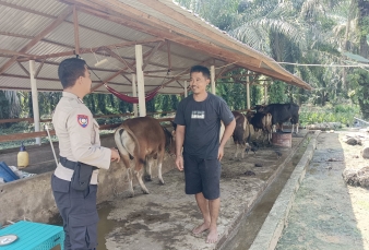 Kapolsek Keritang Perintahkan Pendampingan Peternak, Bhabinkamtibmas Pastikan Sapi Sehat dan Aman