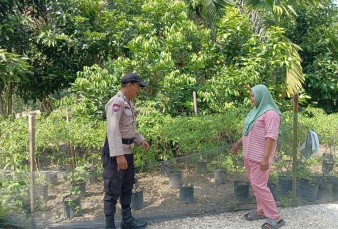 Bripka Erwin Sambangi Kebun Cabai Ibu Dewi di Desa Sencalang, Kawal Ketahanan Pangan